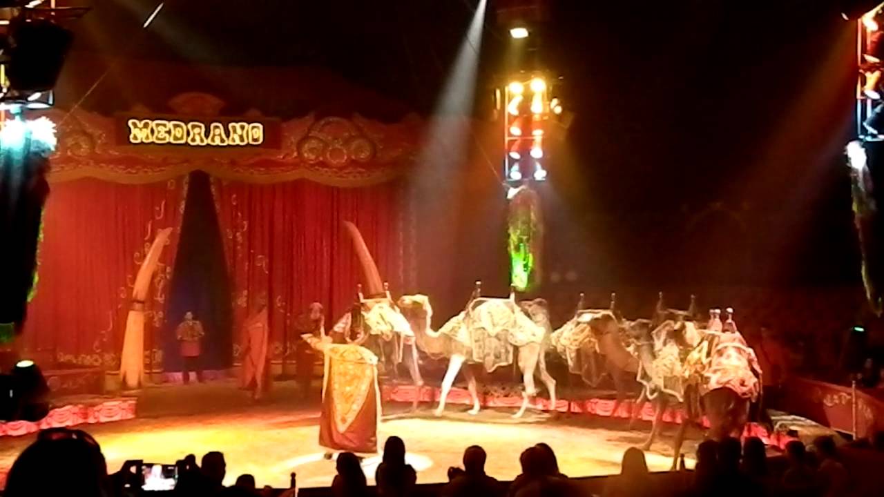Cirkus Medrano /Safari