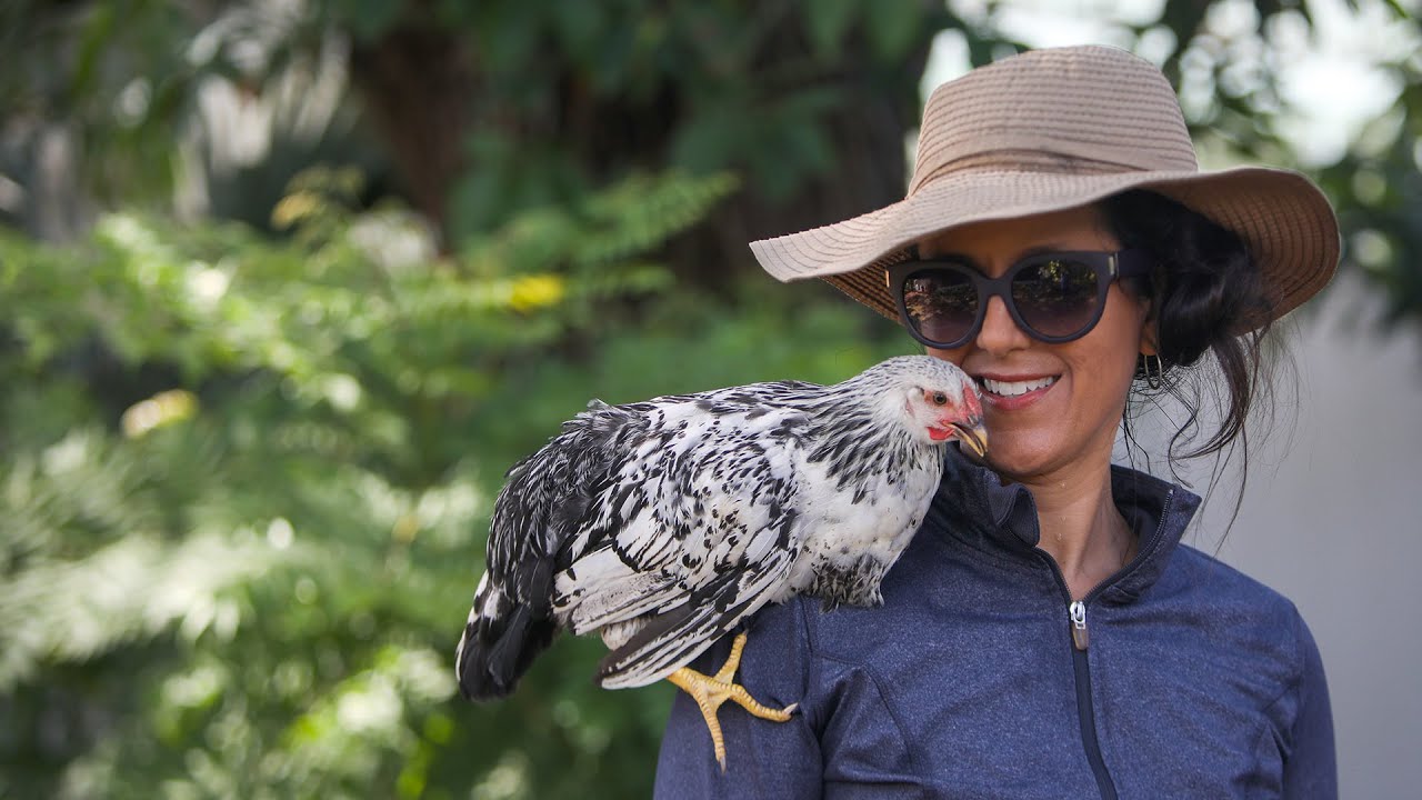 A Beginners Guide To Raising Backyard Chickens