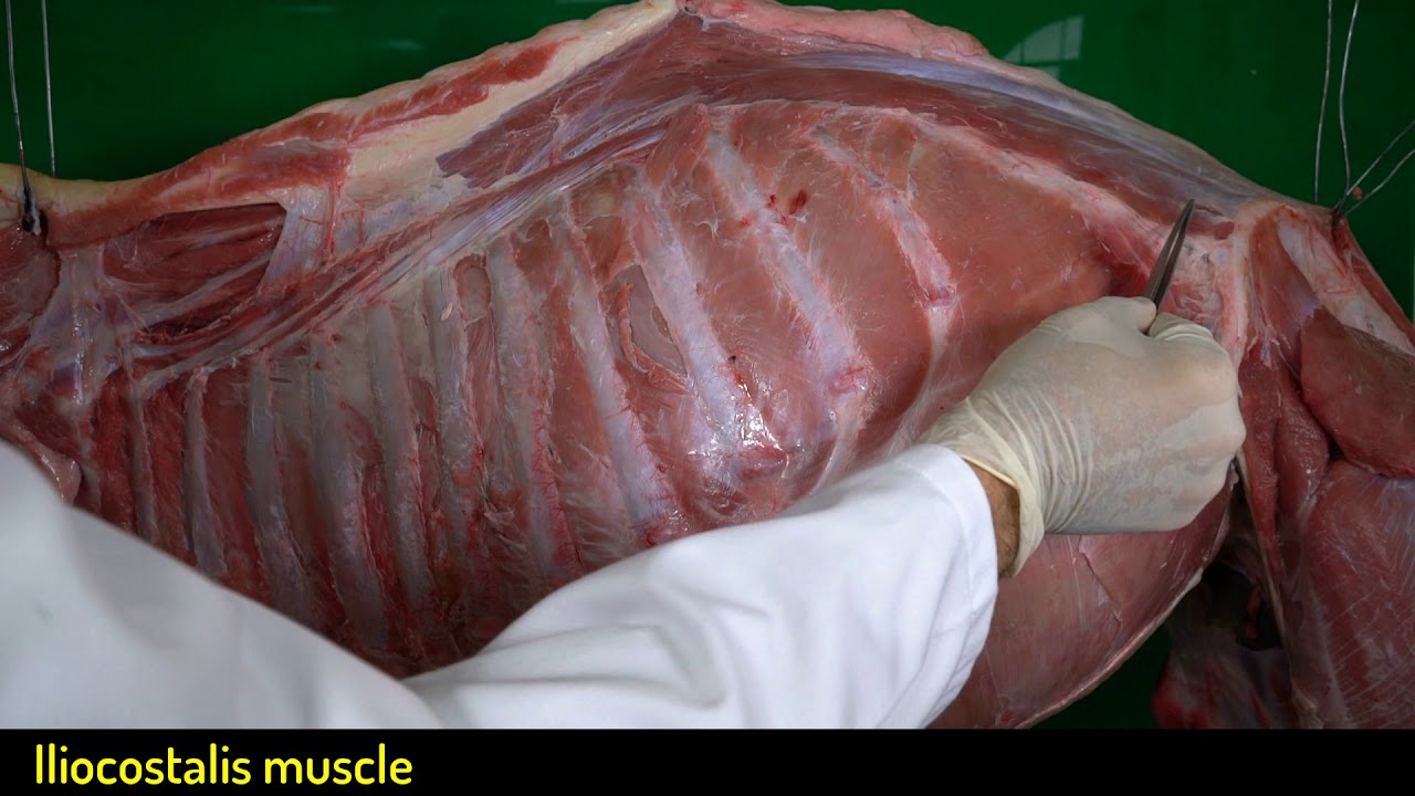 Muscles of the spine of the camel