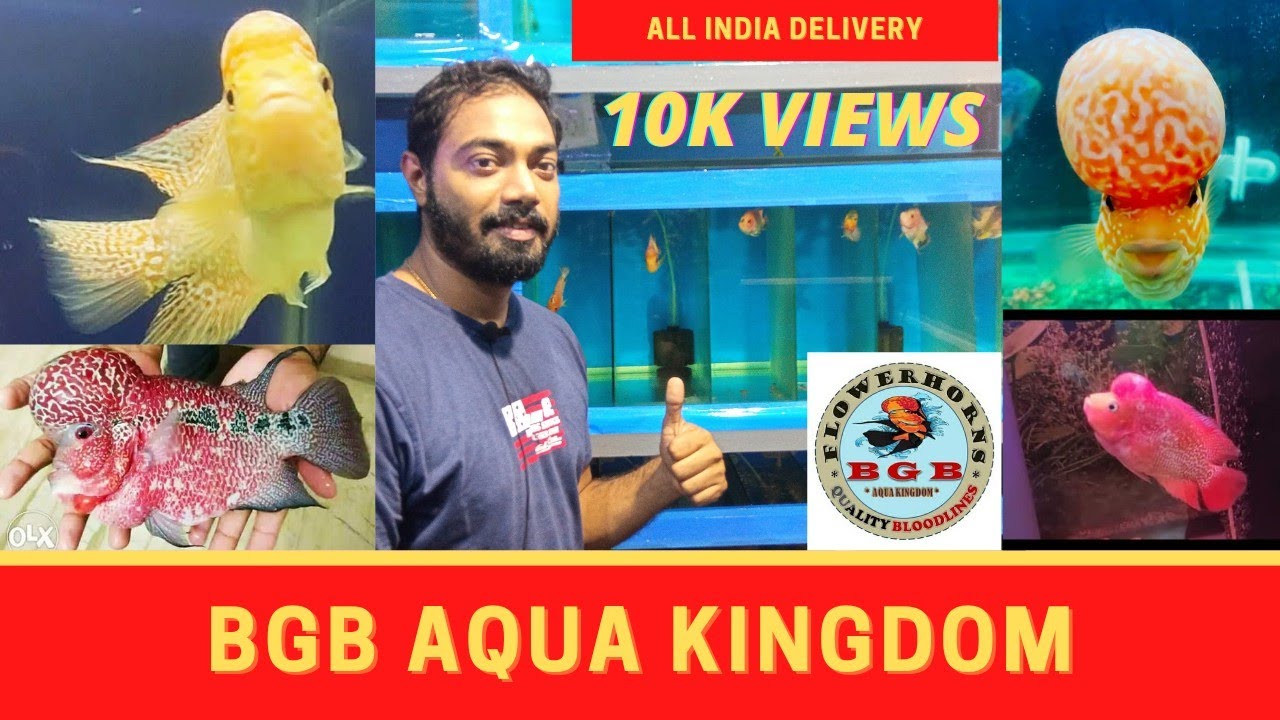 அரிய வகை Flowerhorn மீன்களை வளர்க்கும் இளைஞர் | BGB Aqua Kingdom | @Thiruvottiyur | #BGBAQUAKINGDOM