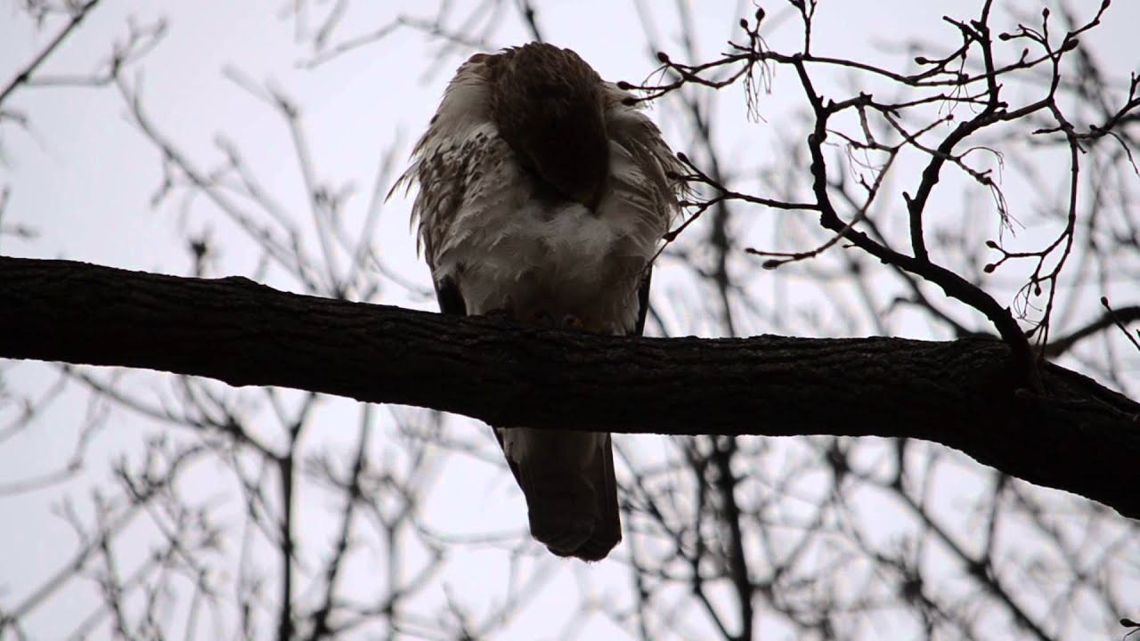 Red Tailed Hawk preening