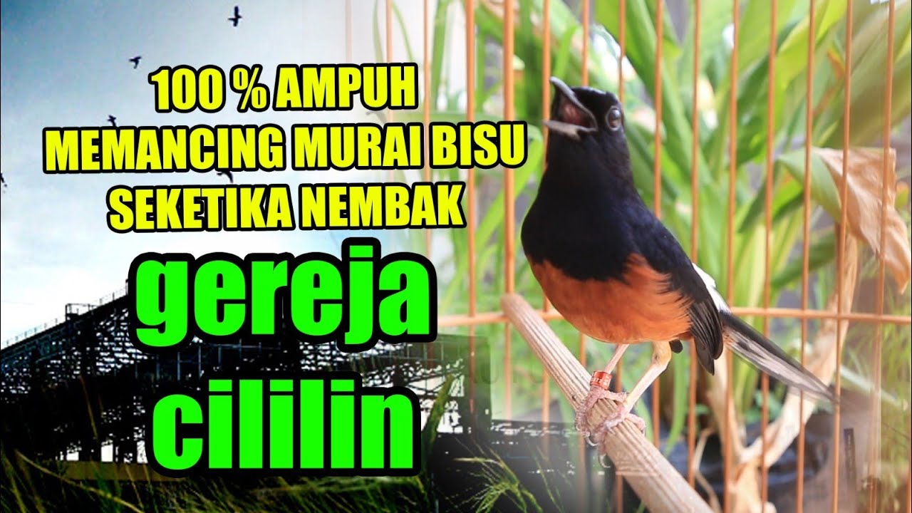 PANCINGAN PAGI MURAI BATU BONGKAR ISIAN CILILIN , 100% EFEKTIP BUAT MURAI BATU MALAS JADI GACOR