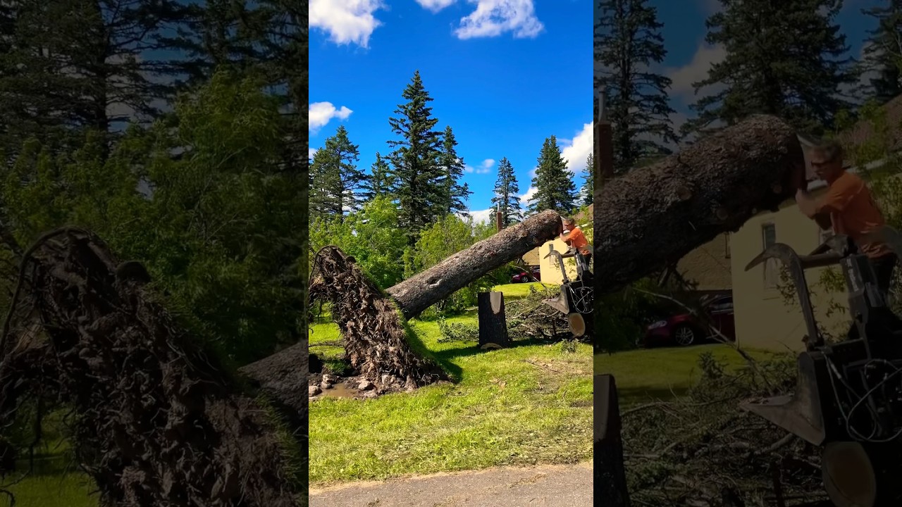 Storm Damage Tree Removal Virginia | #shorts #treeservice #treecare #treeremoval #treework #storm