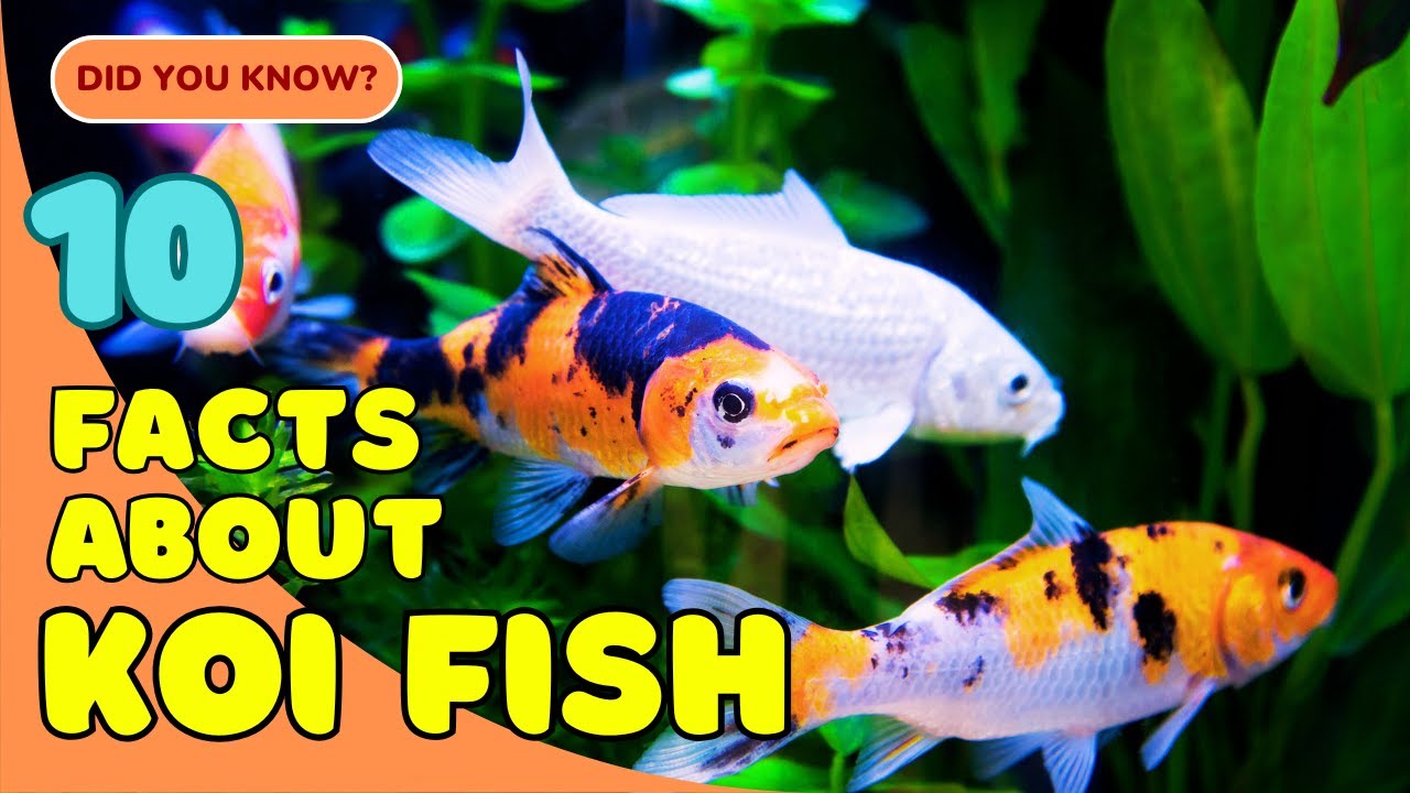 10 Fascinating Facts About Koi Fish You Didn&rsquo;t Know! 🐟