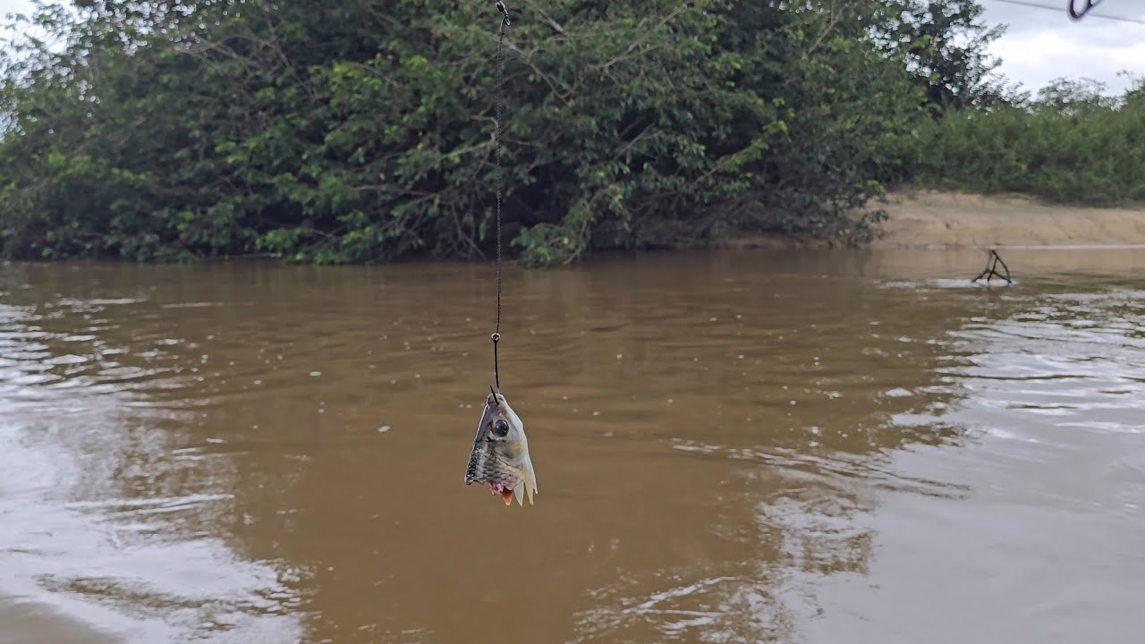 Com Apenas uma isca milagrosa, Fiz uma pescaria e doei todos os peixes da pescaria.