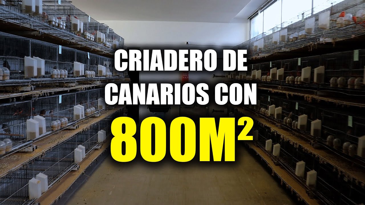 Conociendo un criadero de canarios con 800 m2 de estructura - Canaril Marcão