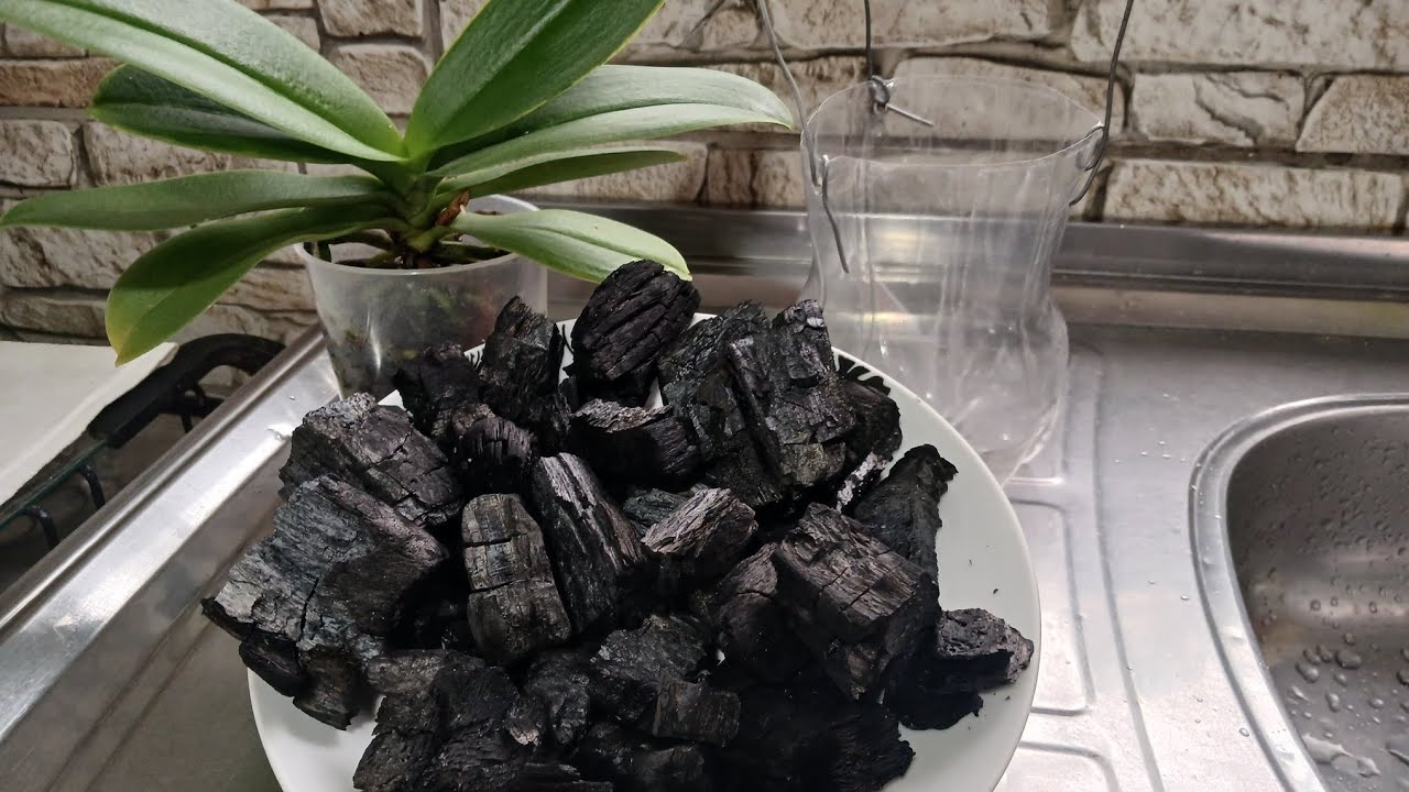 Replante de orquídea na semi hidroponia com carvão 