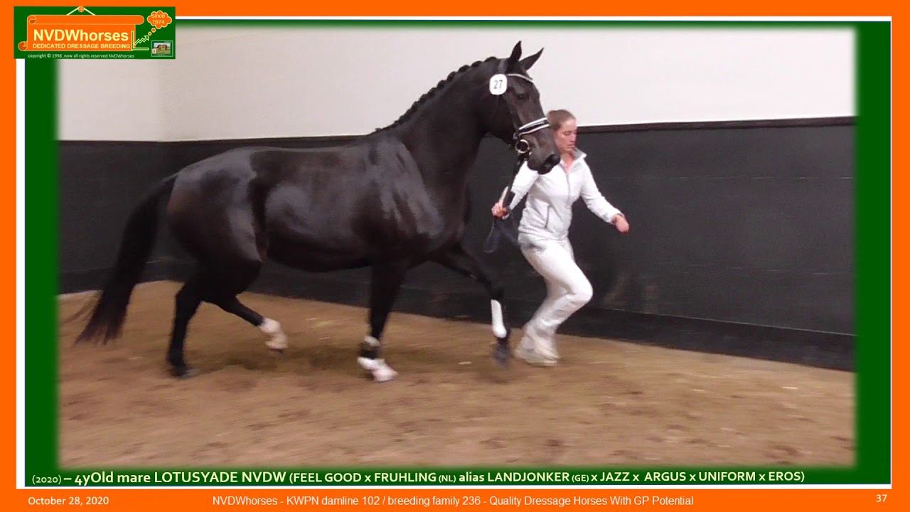 LOTUSYADE NVDW (FEEL GOOD x FRUHLING x JAZZ) - Dia-Show - from filly to 4yOld mare (3Nov2020-1)