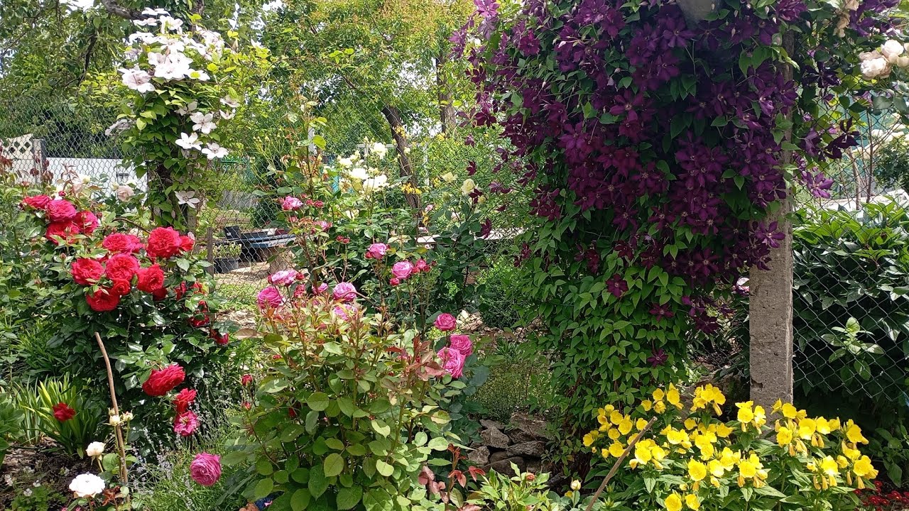 Безпроблемні багаторічники🌸🌱🌿2ч./ Новинки та пересадки/Осіннє добриво 🌹🇺🇦