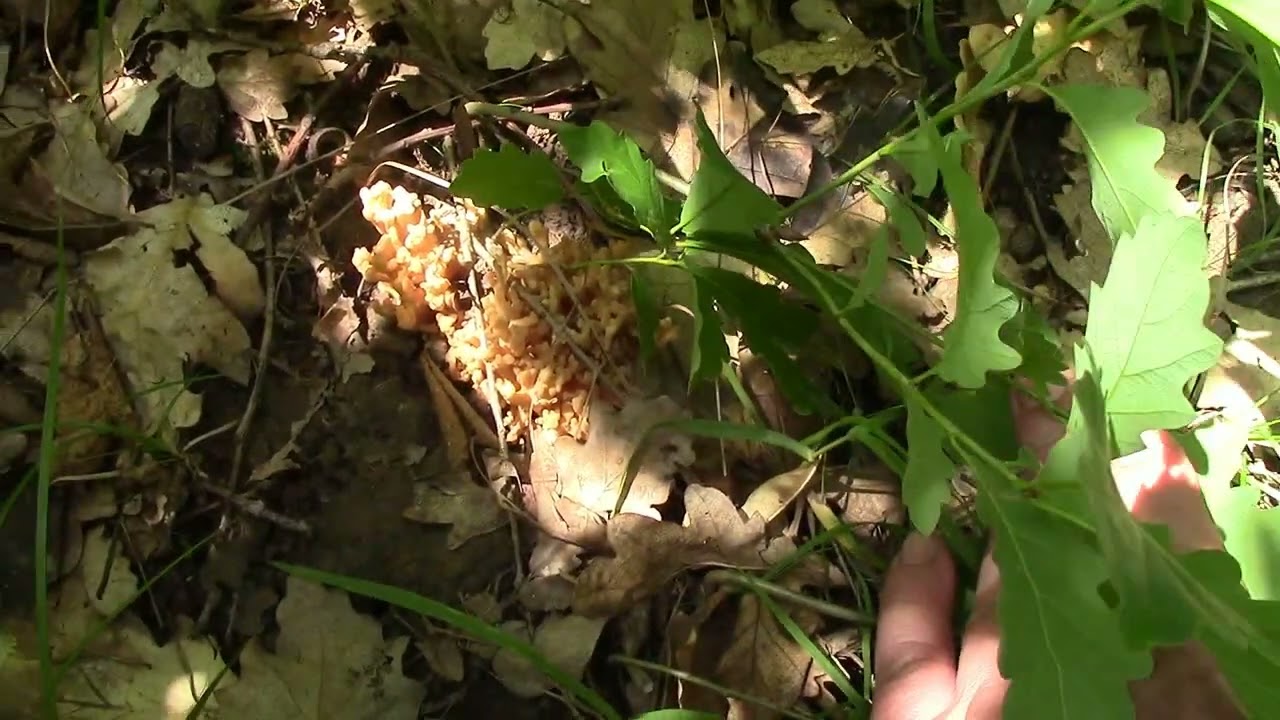 Первые летние грибы 2023: лисички, грабовики, сыроежки, белые и много других... Красота леса Кубани.