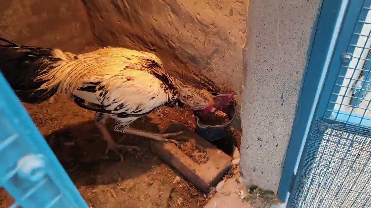 ✅🐓ਸਰਦੀਆਂ‌ ਵਿੱਚ ਜਾਨਵਰਾਂ ਦੀ ਖ਼ੁਰਾਕ 🐓✅