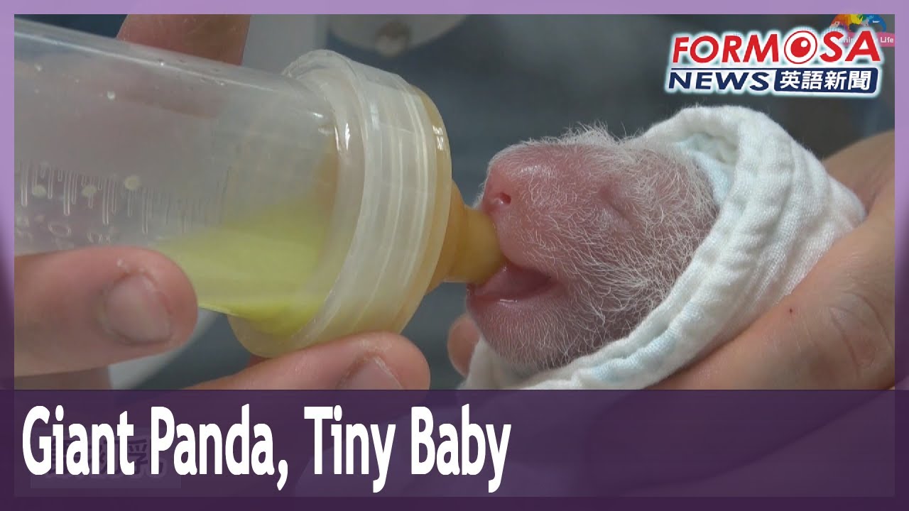 Giant panda, tiny baby: Taipei&rsquo;s Yuan Yuan gives birth to second daughter