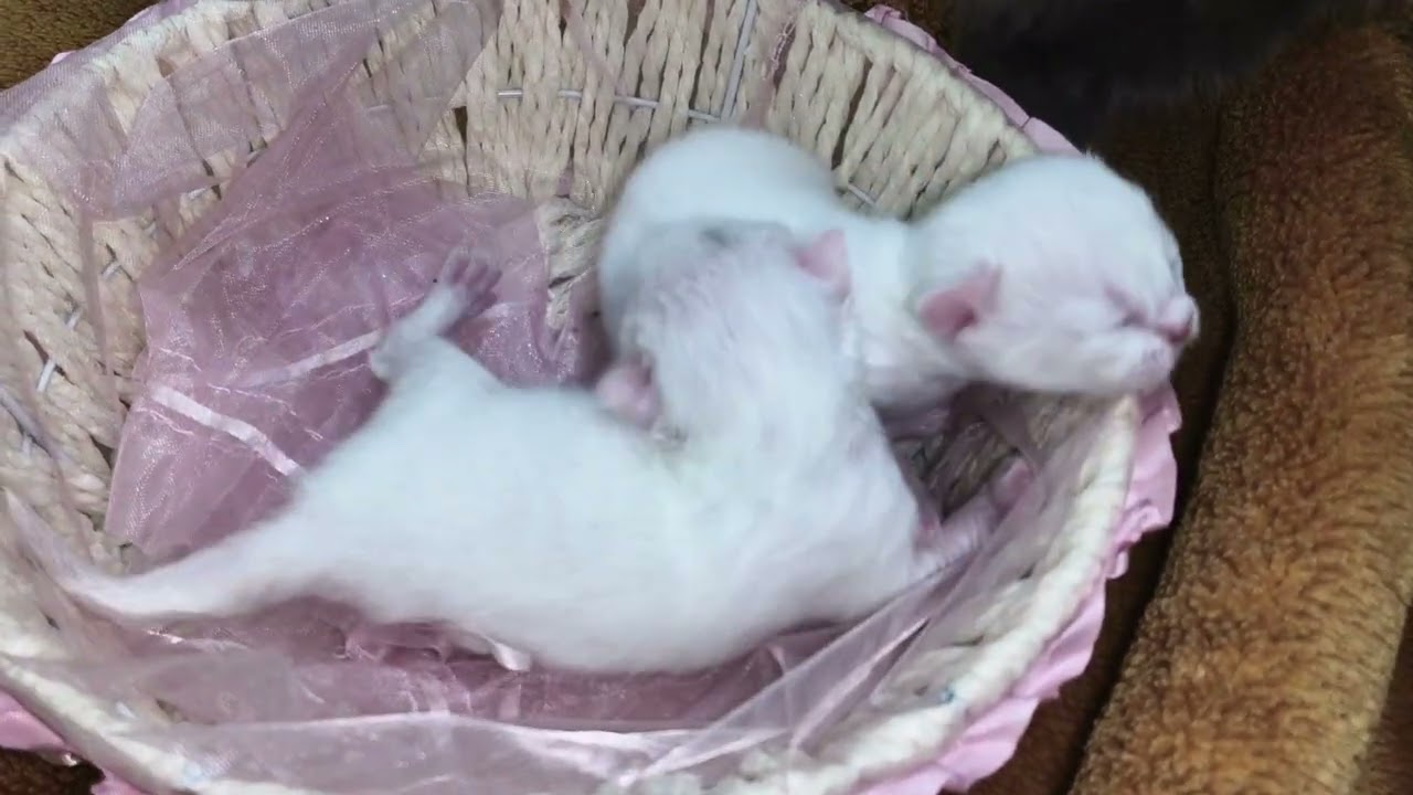 Kitten's trio | Persian cat trio| #cat #kitten #viralvideos #persiancat #cutecat #trending #catlife 