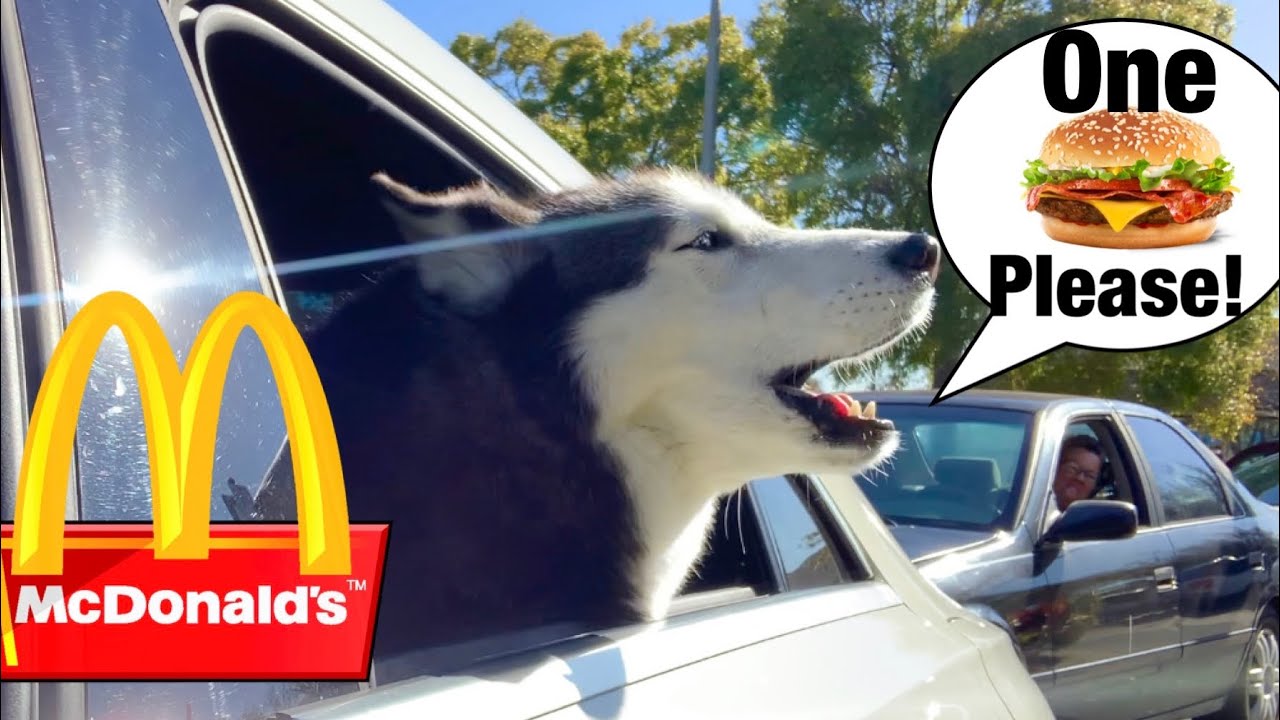 Meeka Orders Her OWN Food! (SPEAKS PERFECT!)