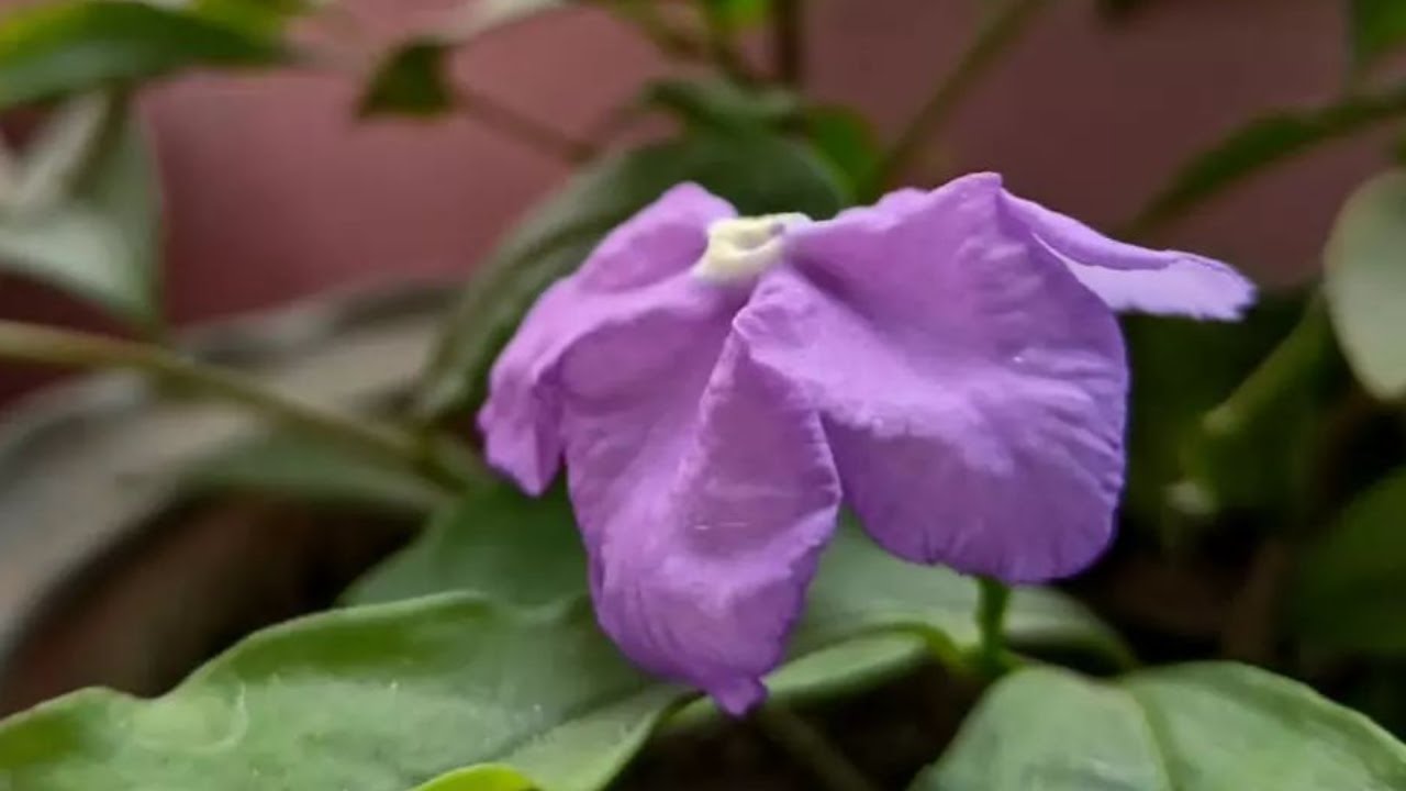 তীব্র সুগন্ধযুক্ত নার্গিস ফুল