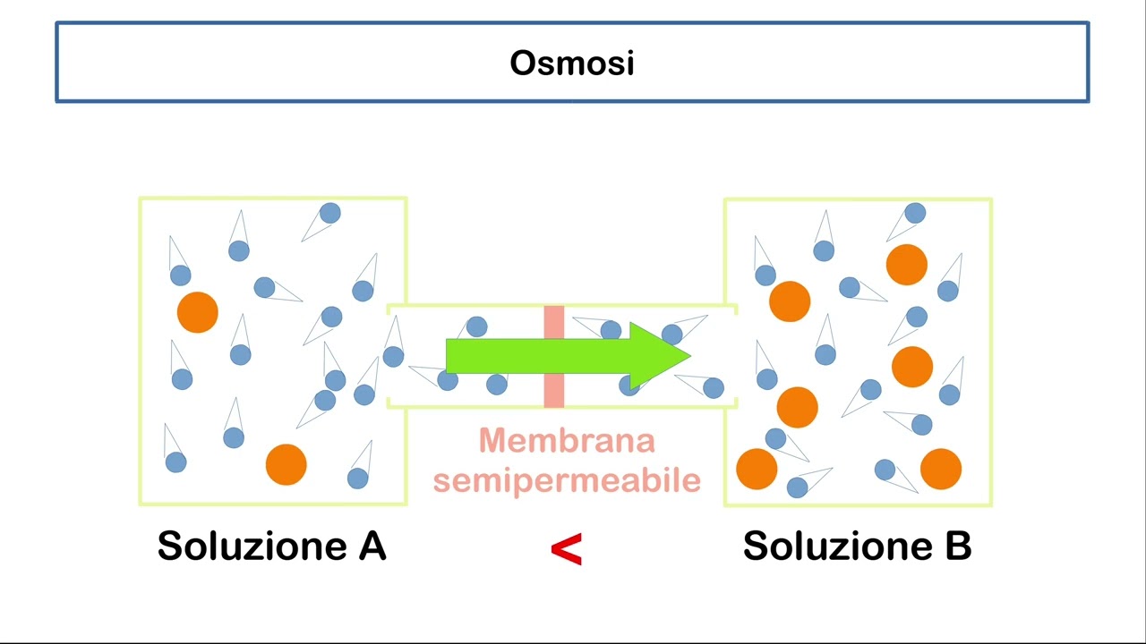 OSMOSI spiegata FACILE &ndash; propriet&agrave; colligative delle soluzioni