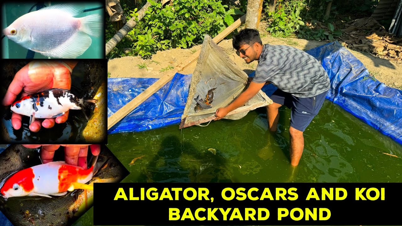 Backyard Fish Ponds😜 Thailand Imported Koi Fish,🤩 Oscars, Pacu | Outdoor fish Pond idea