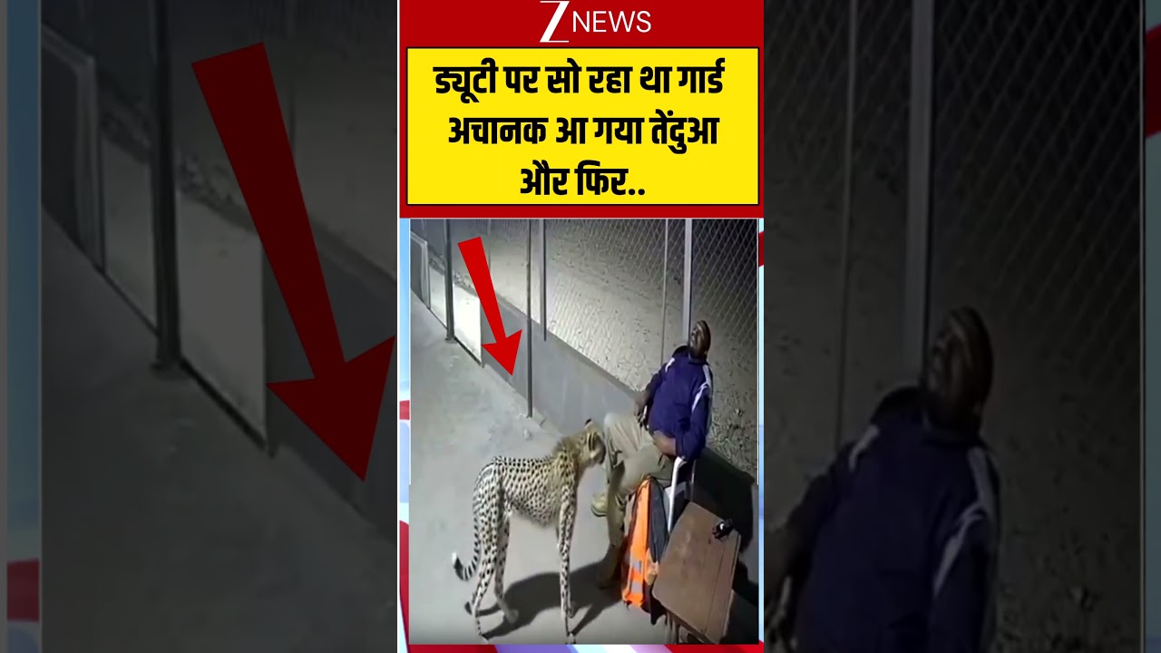 गार्ड सो रहा था और अचानक आ गया तेंदुआ, वीडियो देख कांप उठेंगे! #shocking #wildlife #trending
