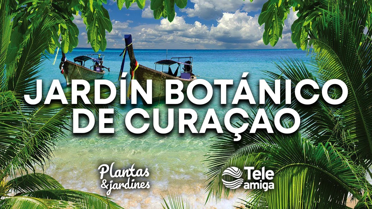 ESPECIAL PLANTAS Y JARDINES CURACAO
