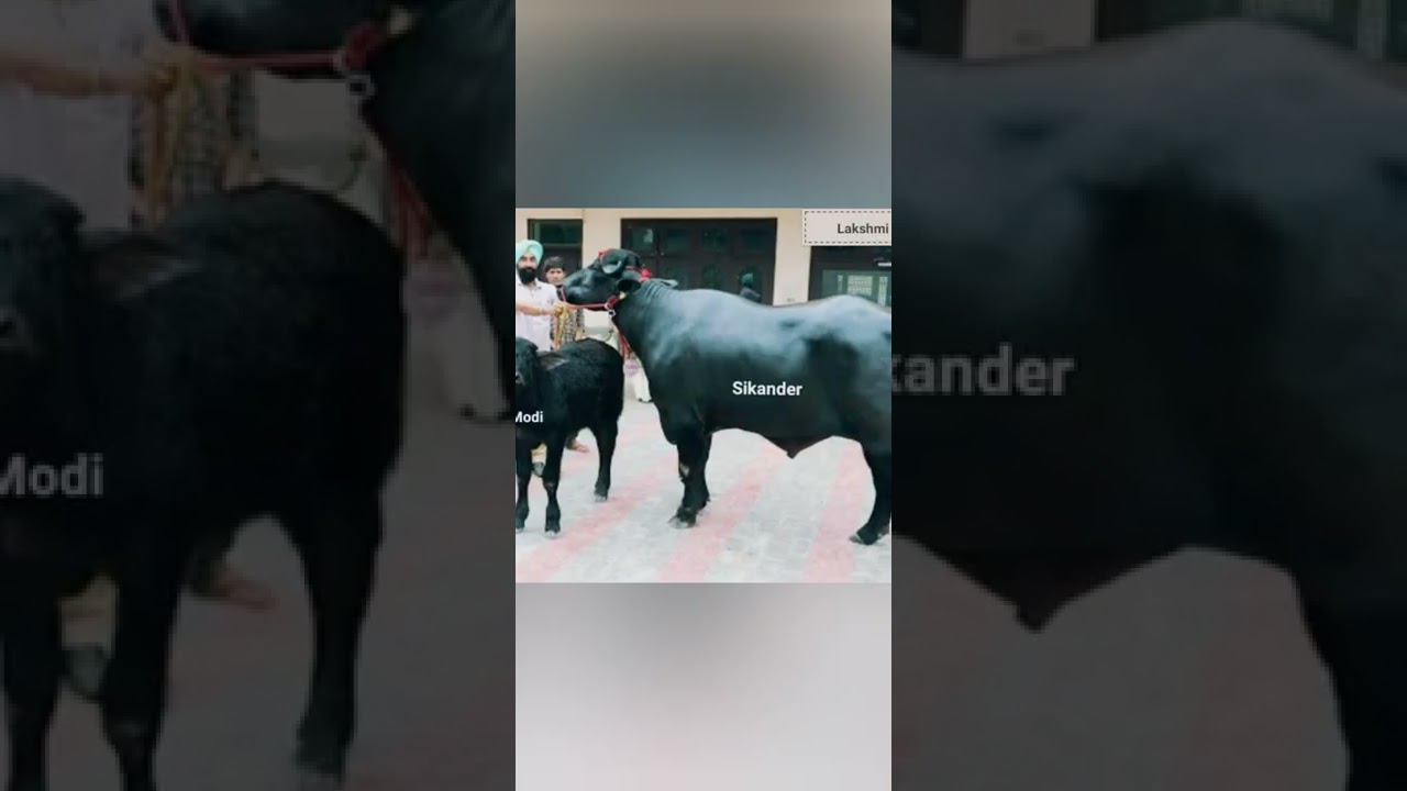 sikandar bull of Lakshmi dairy farm 🌟🌟🌟🌟 and it's on top result 2 timer