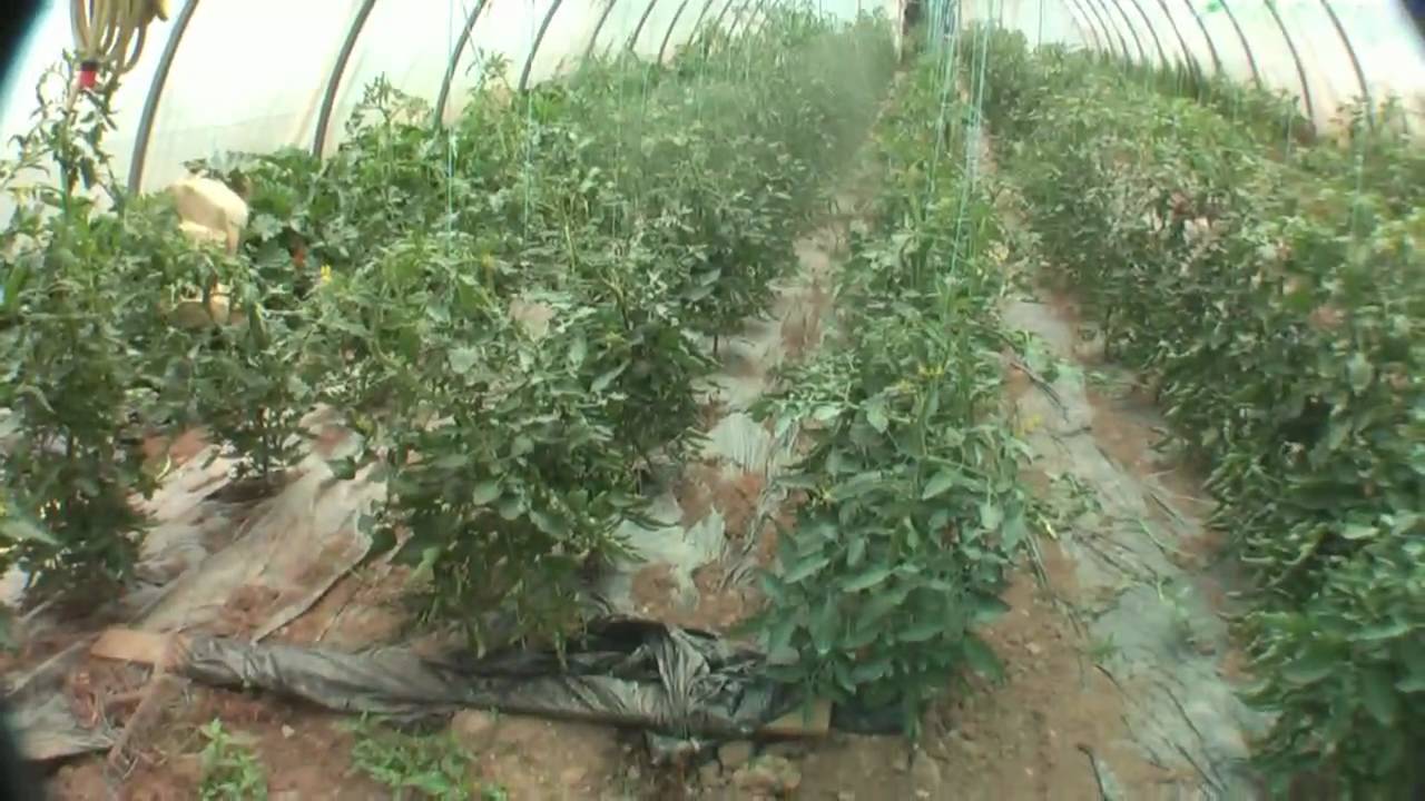 paysan bio