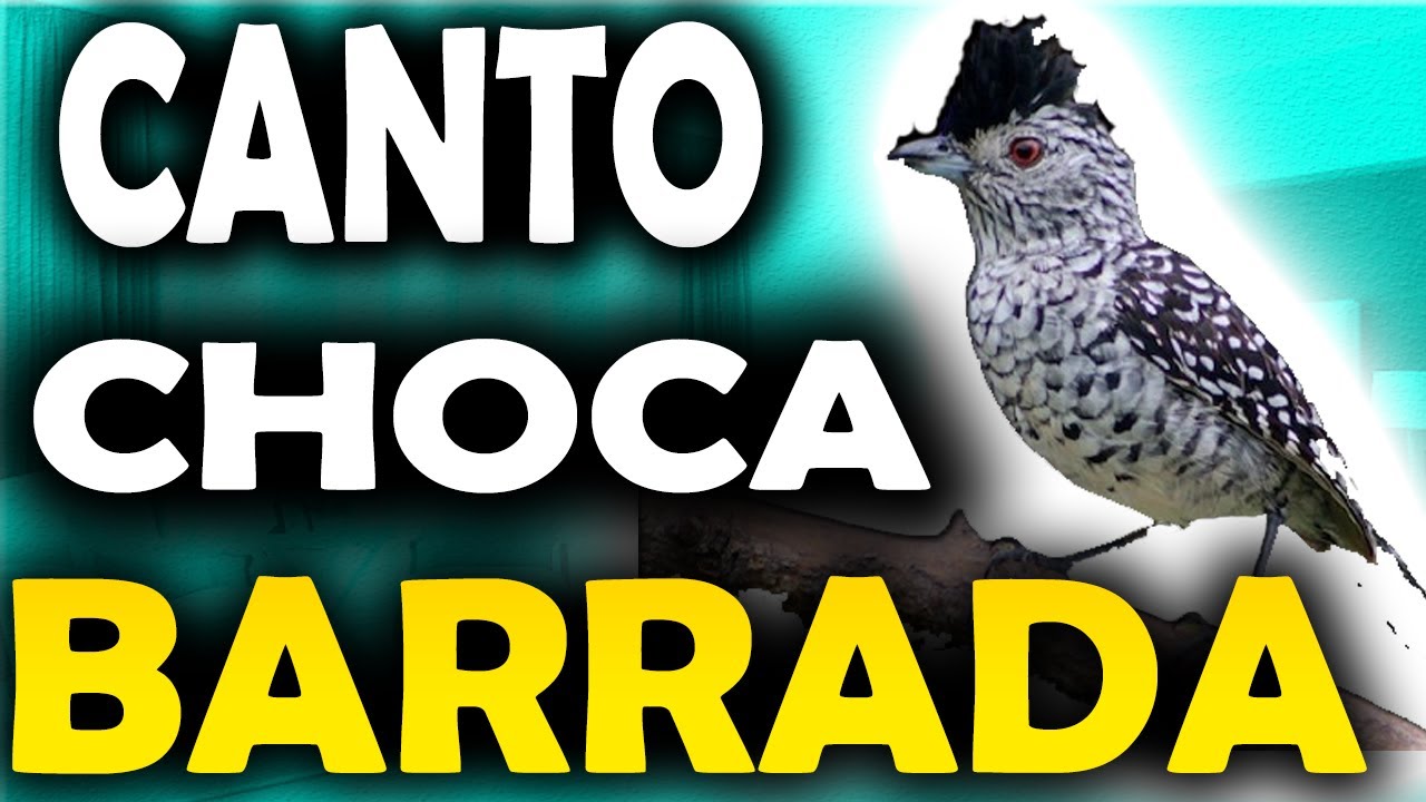 O canto da choca barrada ave f&ecirc;mea Som da choca barrada canto CANTO DA CHOCA BARRADA LINDO P&Aacute;SSARO