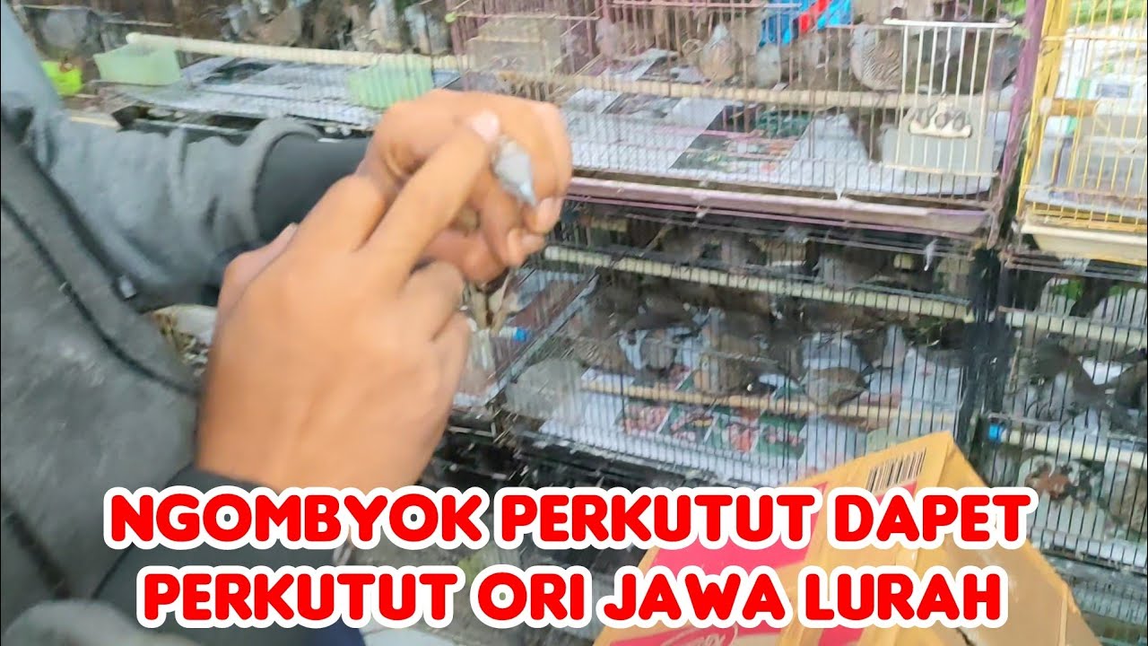 NGOMBYOK PERKUTUT DAPET PERKUTUT ORI JAWA LURAH