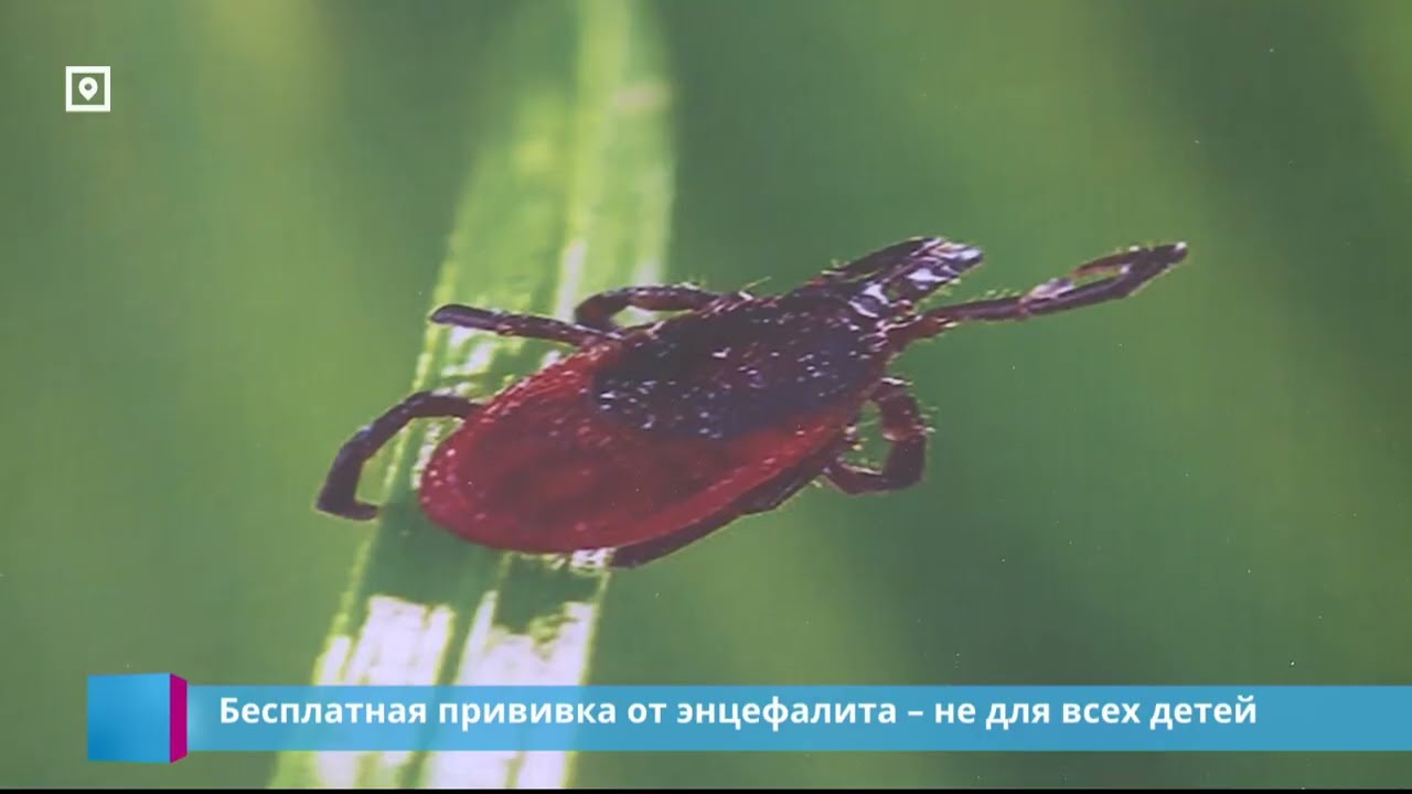 Бесплатная прививка от энцефалита – не для всех детей