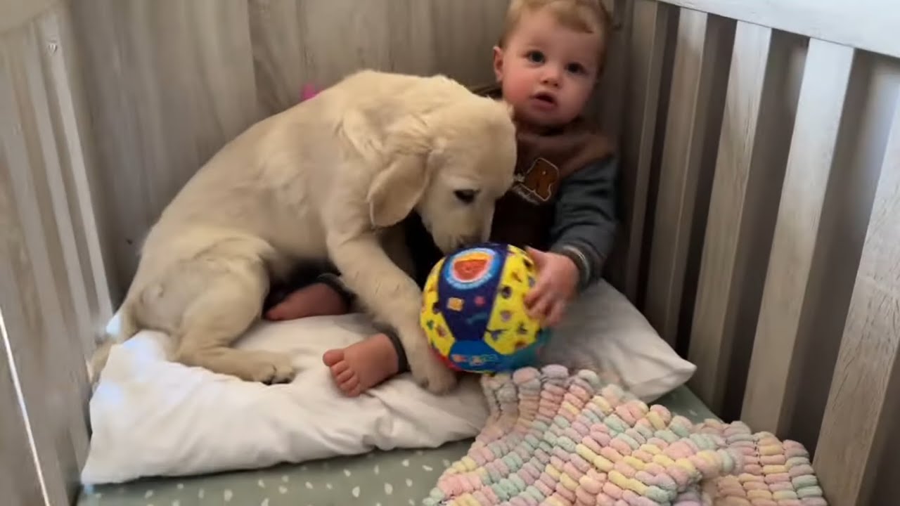 Adorable Baby Woken Up By New Golden Retriever Puppy! (So Confused!!)