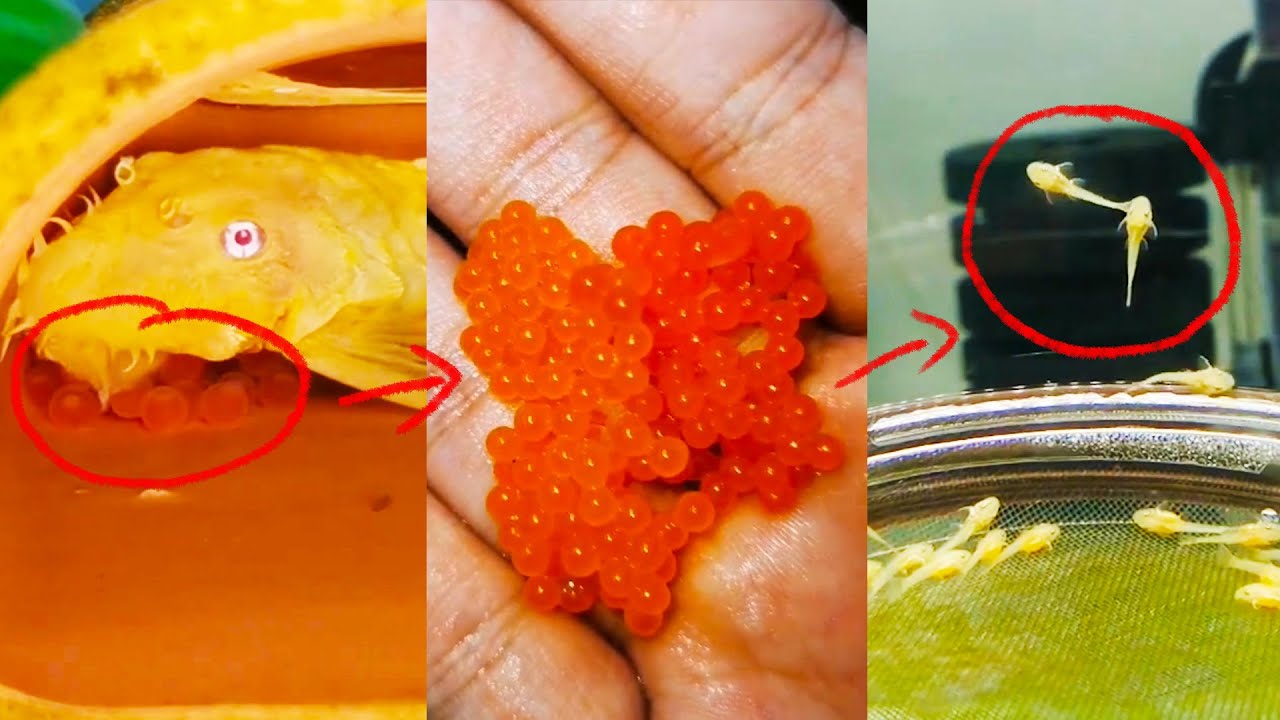 黃金鬍子爸爸，終於有了小寶寶 | 如何繁殖异形魚