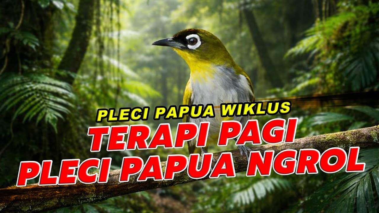 Terapi Pagi Pleci Papua Wiklus – Full Ngerol