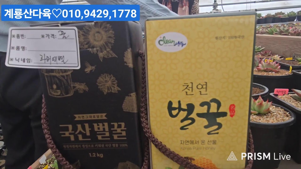 (2월4일계룡산다육)2부