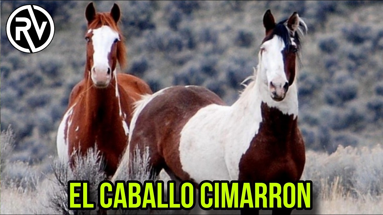 Caballo Mustang | Caballo Salvaje Americano