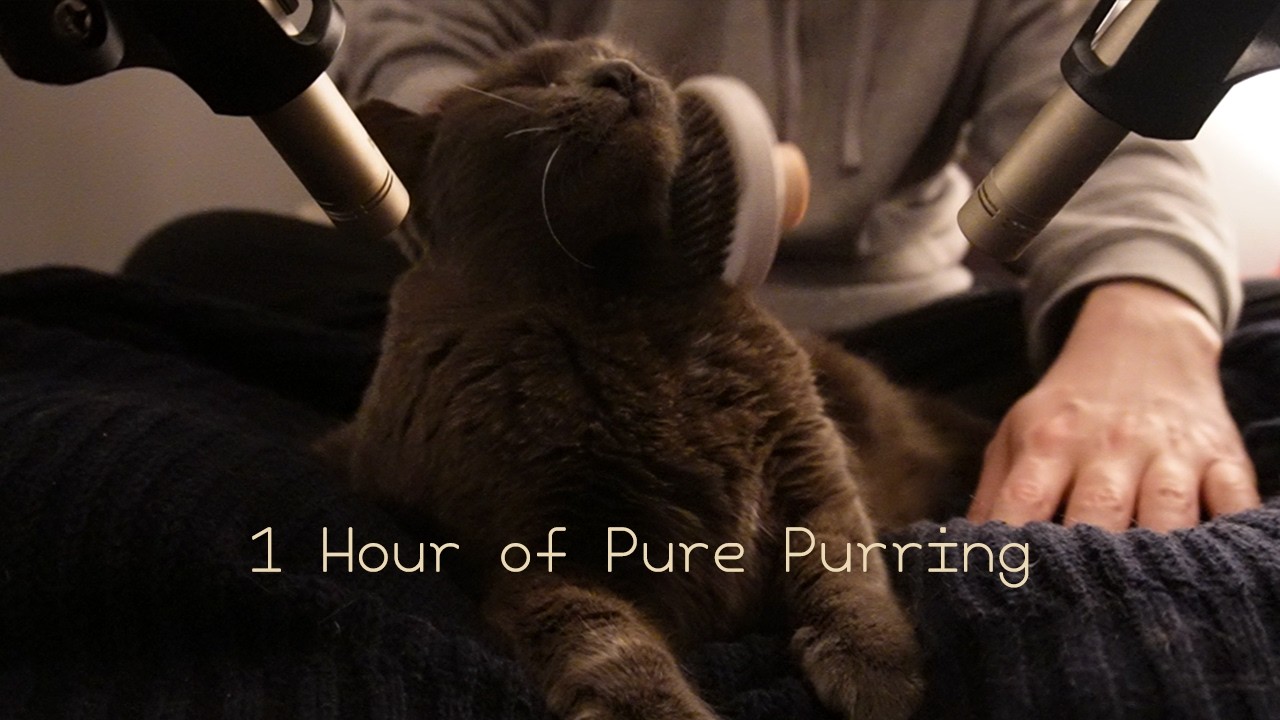 ASMR 1 Hour+ of the best Purring :D (Best Cat, Best Car, Car Engine)