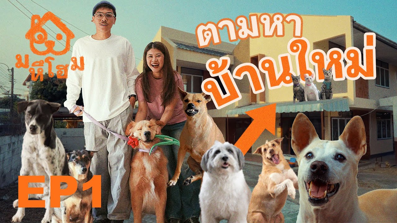 ตามหาบ้านใหม่ ให้หมาแมว - มหึโฮม EP1