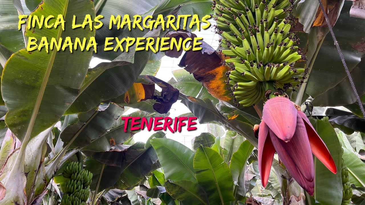 🇪🇸Tenerife: Finca Las Margaritas Banana Experience- full tour and tasting of local products