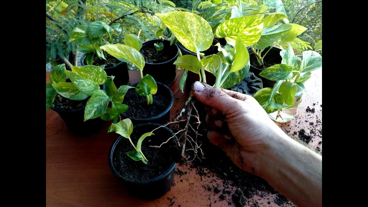 How to Grow Money Plant Pothos from cutting