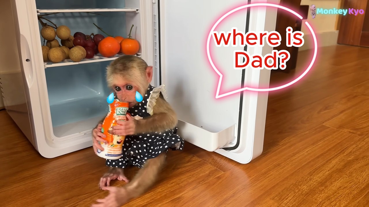 Super Smart baby monkey kyo know how to take care of herself when Dad is away from Home