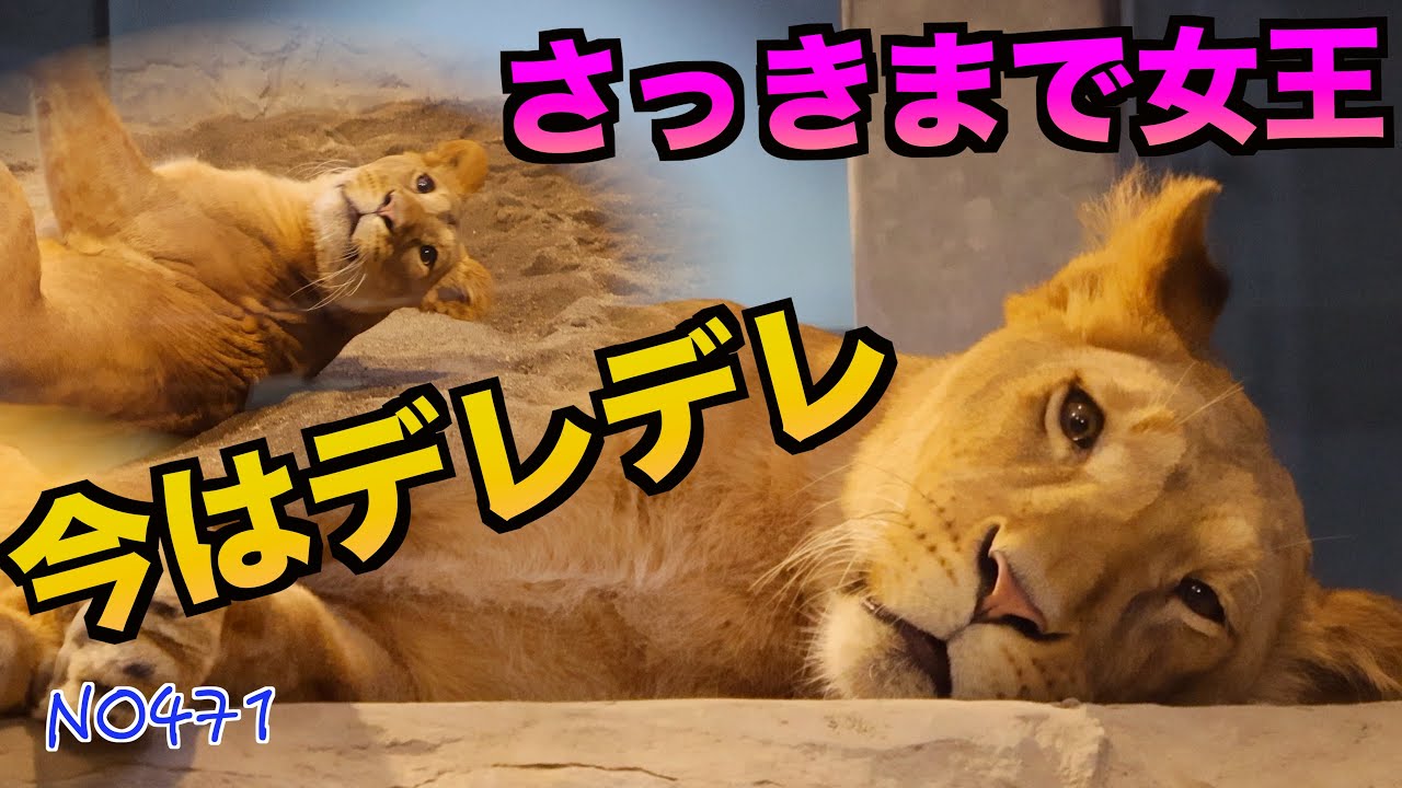 No471 同居したら完全に“かかあ天下”⁉ イトとパーチェの心理戦　円山動物園　#lion #オリトファミリー　#zoo