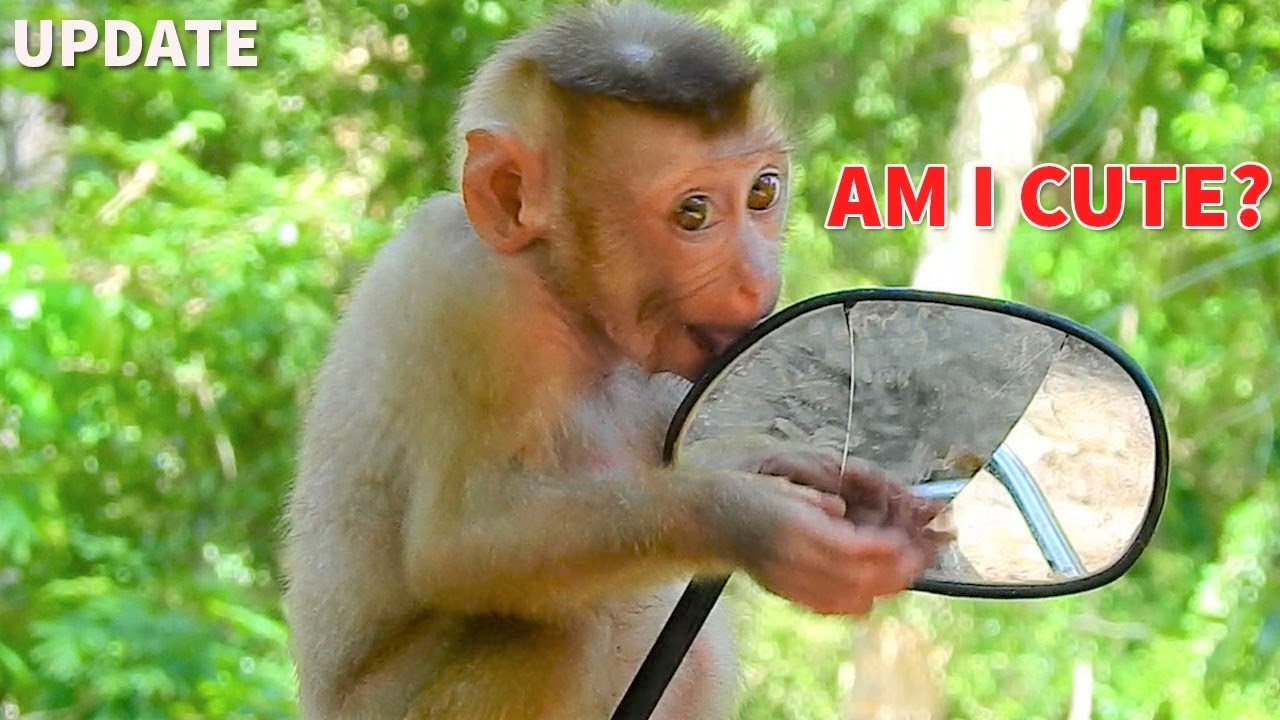 Congrats!Abandoned Monkey Sovanna Stop Cry & Scared|Sovanna Enjoy Playing On Motorbike & Climbing