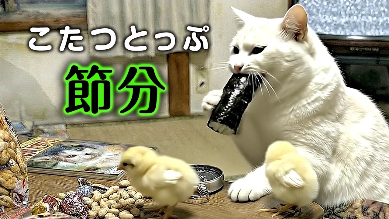 こたつトップ節分｜ねこせいかつ #cat