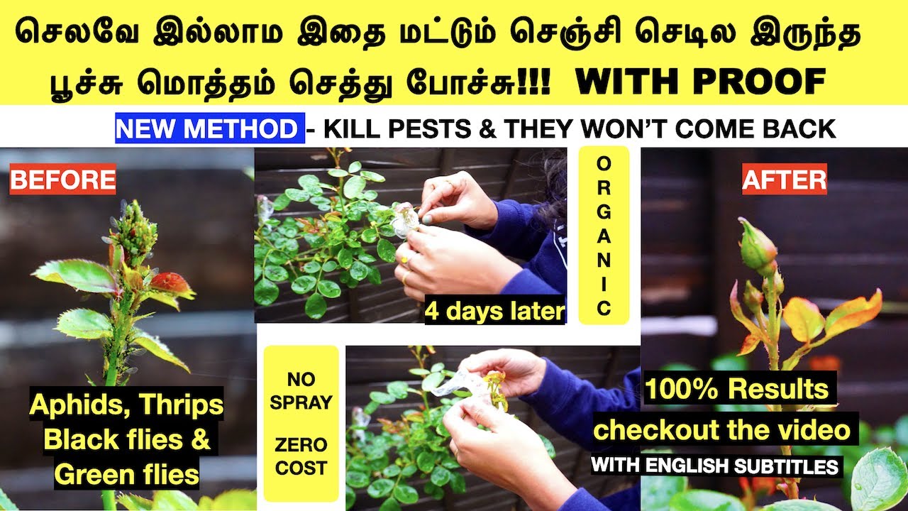 Kill aphids, thrips, pests on rose plant|Organic |No pesticide spray|ரோஜா செடி பூச்சி? veetu thottam