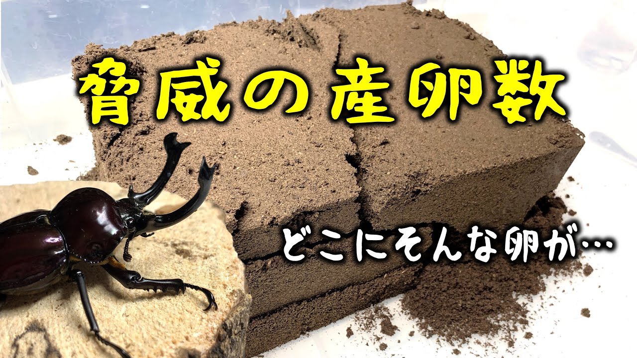 いったいどうなっているのか？驚異の産卵数だったニジイロクワガタの繁殖（くろねこチャンネル）