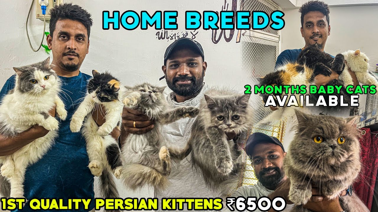 Pure Persian Kitten & Cat For Sales Persian cat farm | Exotic Persian Cats | வித்யாசமான பூனை