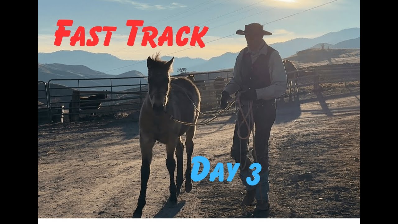 Day 3 of Our 5 Day Series: 3 Colts on the Fast Track