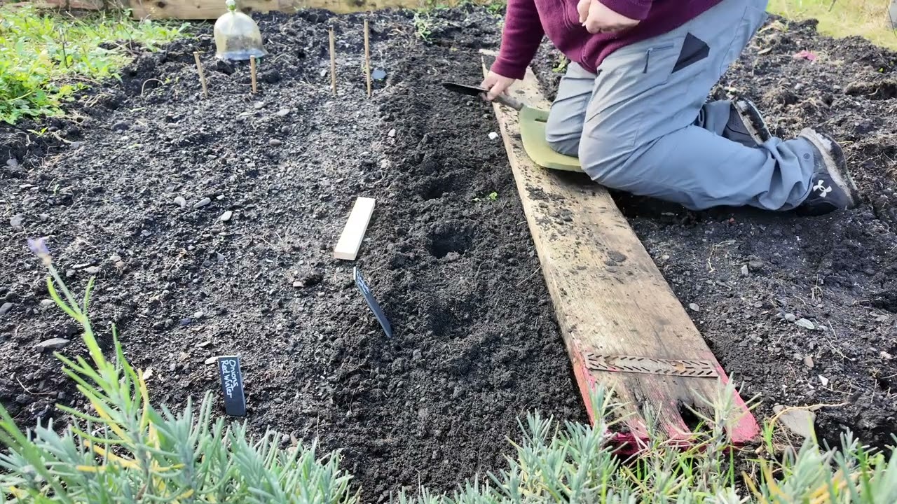 Elephant Garlic: How to plant the bulbs