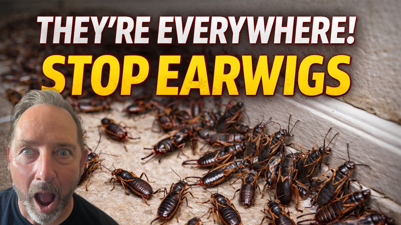 How to Get Rid of Earwigs FAST (Why They Keep Coming Back)