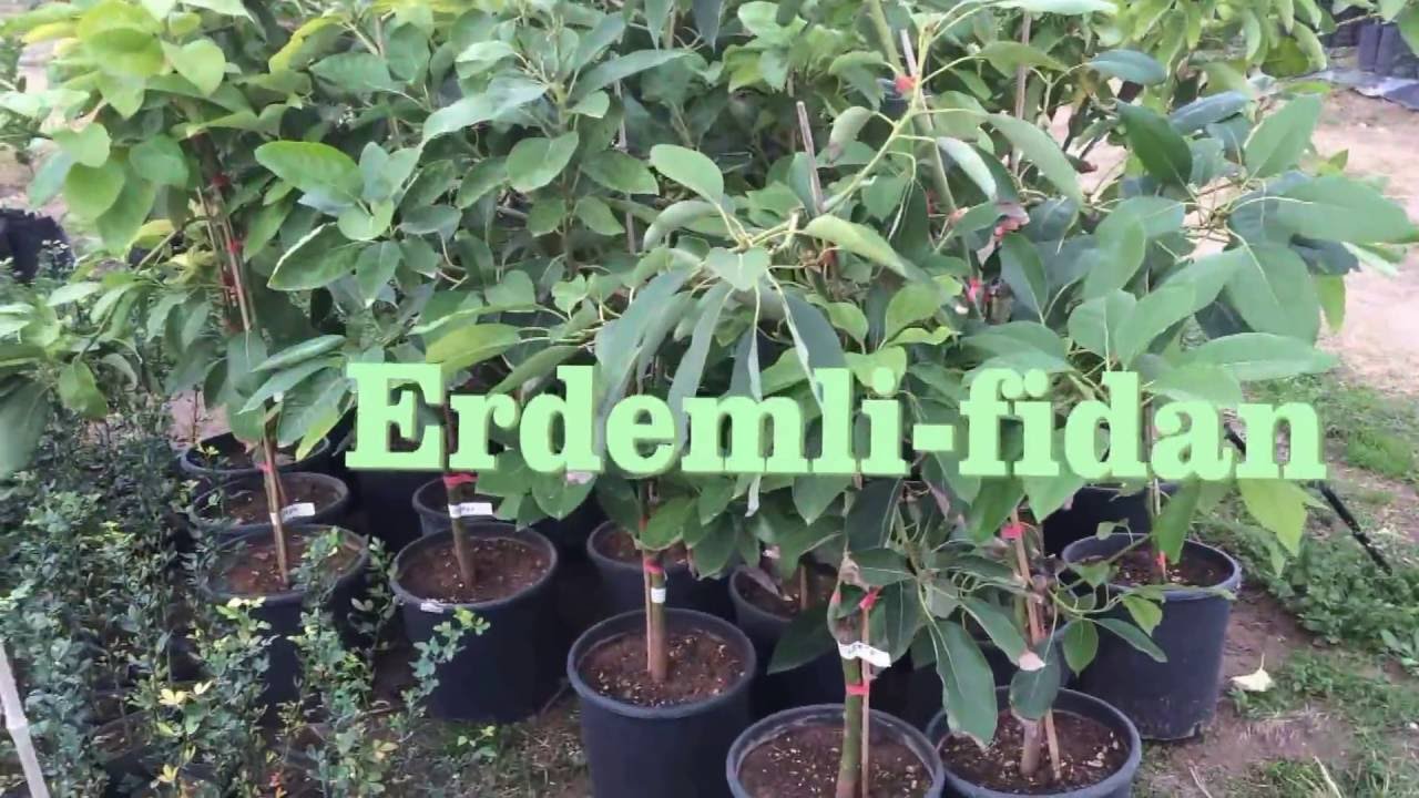 Erdemli fidancılık     Fidan Üretim Merkezi