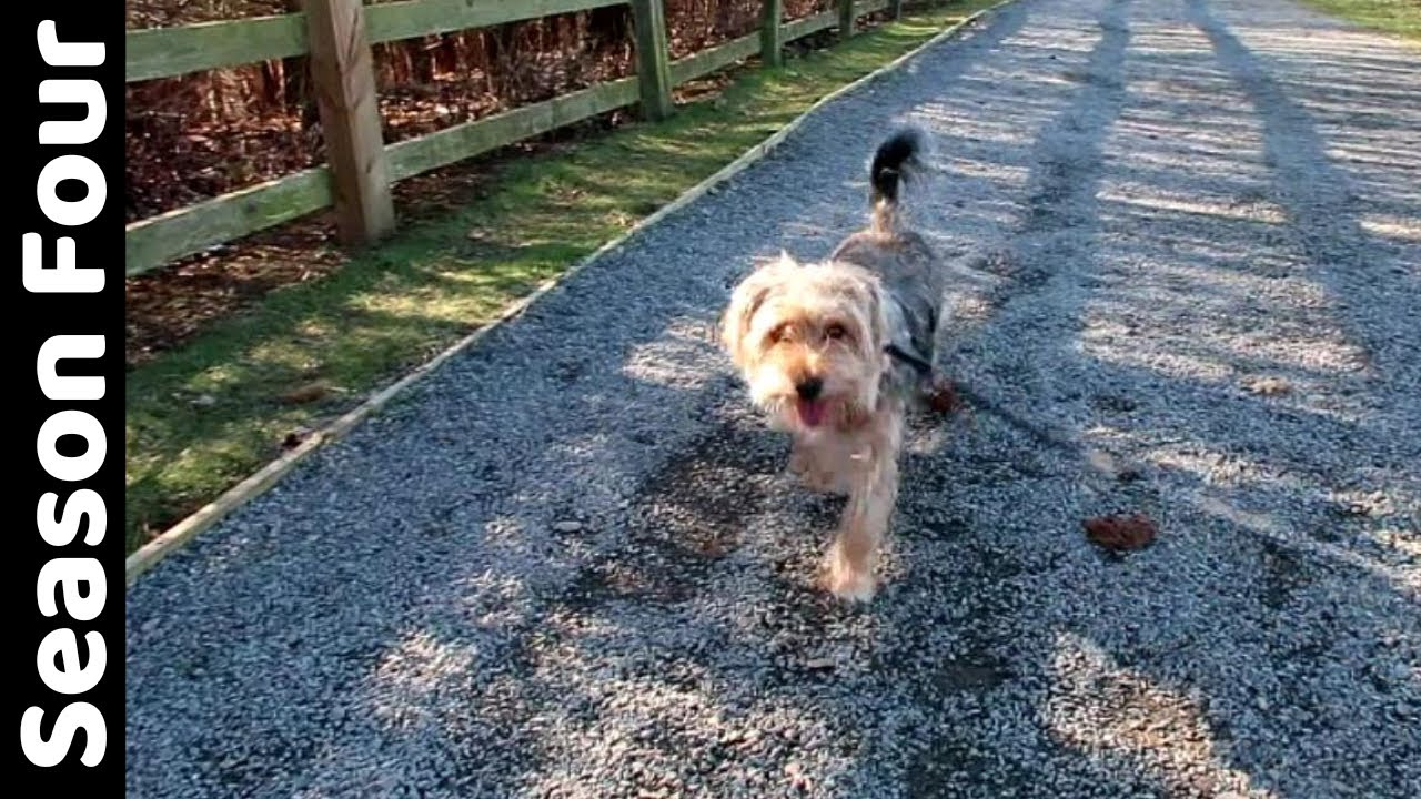 Walks with MollyDog! Vlog