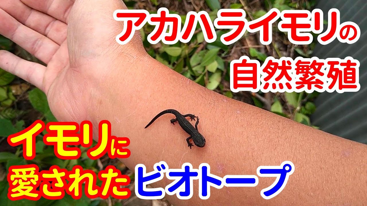 ビオトープでアカハライモリが自然繁殖☆ イモリを豊かに活かす生態系ビオトープの環境づくり【生態解説編】